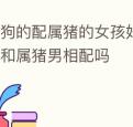 属狗的配属猪的女孩好不好 属狗女和属猪男相配吗