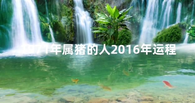 1971年属猪的人2016年运程