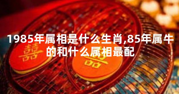 1985年属相是什么生肖,85年属牛的和什么属相最配