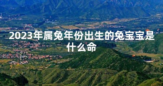 2023年属兔年份出生的兔宝宝是什么命