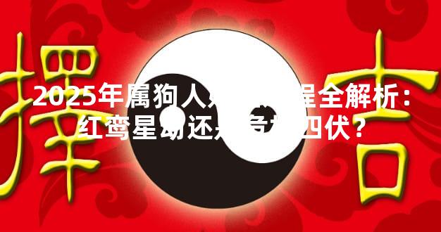 2025年属狗人婚姻运程全解析：红鸾星动还是危机四伏？
