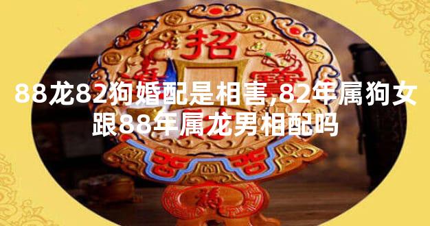 88龙82狗婚配是相害,82年属狗女跟88年属龙男相配吗