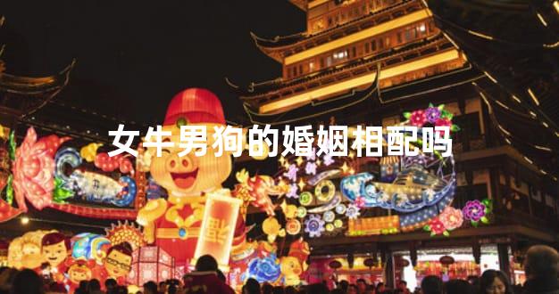 女牛男狗的婚姻相配吗