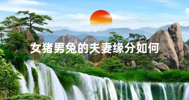 女猪男兔的夫妻缘分如何