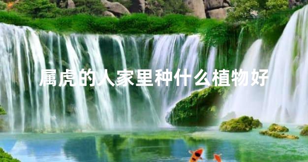 属虎的人家里种什么植物好