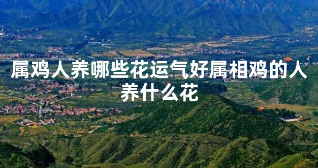 属鸡人养哪些花运气好属相鸡的人养什么花