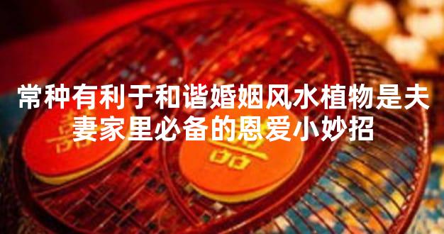 常种有利于和谐婚姻风水植物是夫妻家里必备的恩爱小妙招