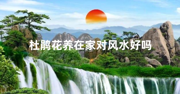 杜鹃花养在家对风水好吗