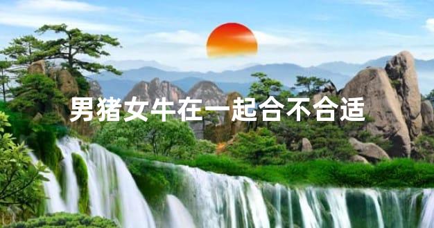 男猪女牛在一起合不合适
