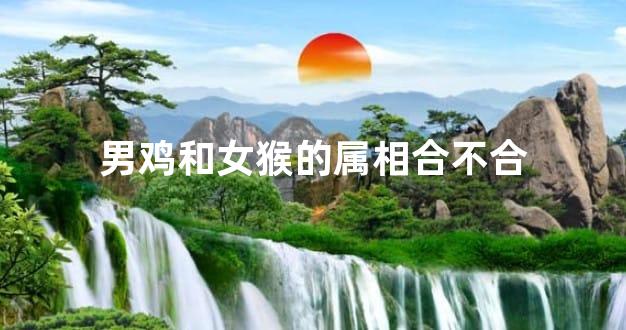 男鸡和女猴的属相合不合