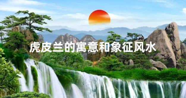 虎皮兰的寓意和象征风水
