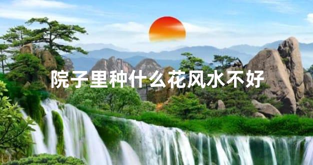 院子里种什么花风水不好